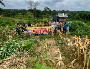 Panen Jagung Desa Kehidupan Baru Dukung Ketahanan Pangan Batanghari