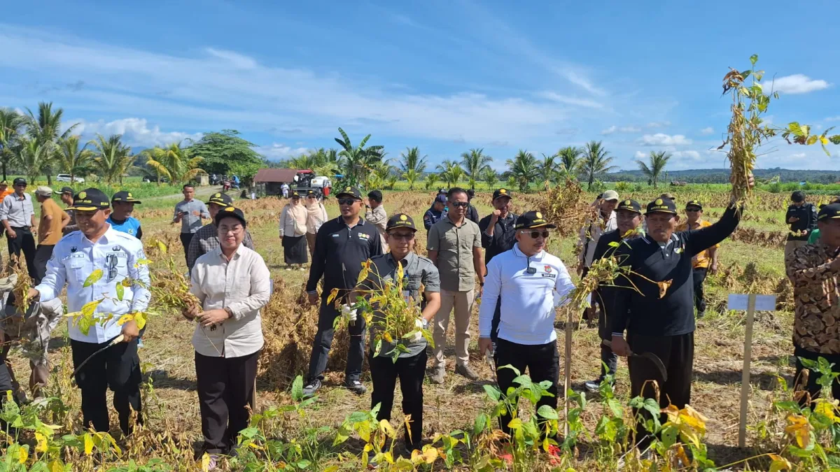 Banggai Jadi Sentra Utama Produksi Kedelai di Indonesia Timur