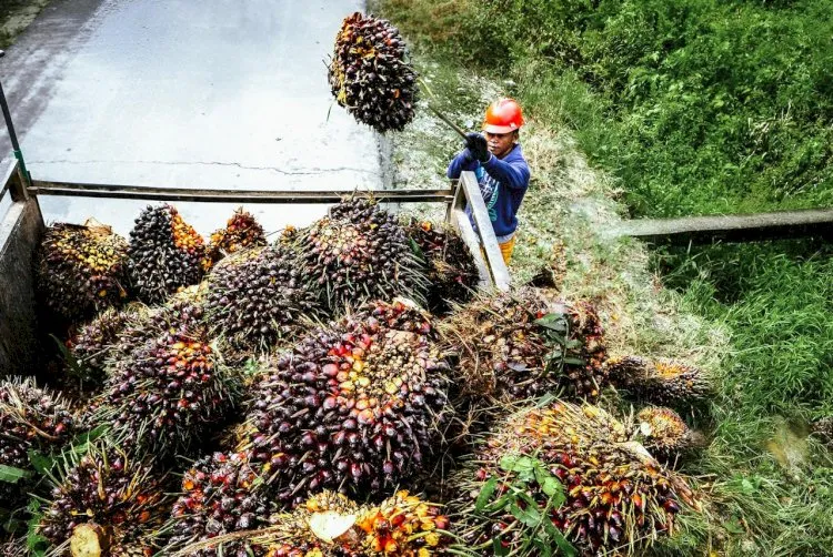 Manfaat Ekonomi Inklusif Kelapa Sawit untuk Pembangunan Berkelanjutan