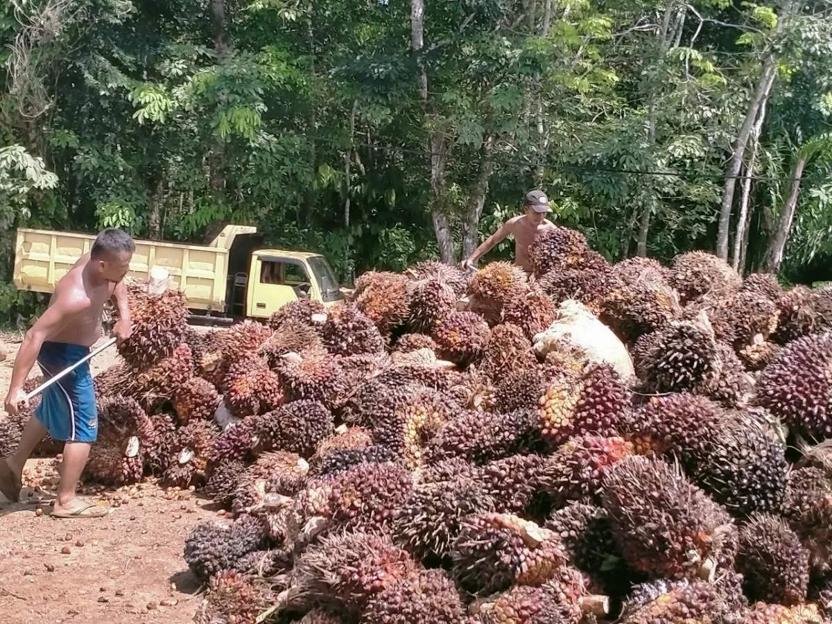 Harga Tandan Buah Segar Kelapa Sawit di Bengkulu Utara Menurun Jelang Nataru