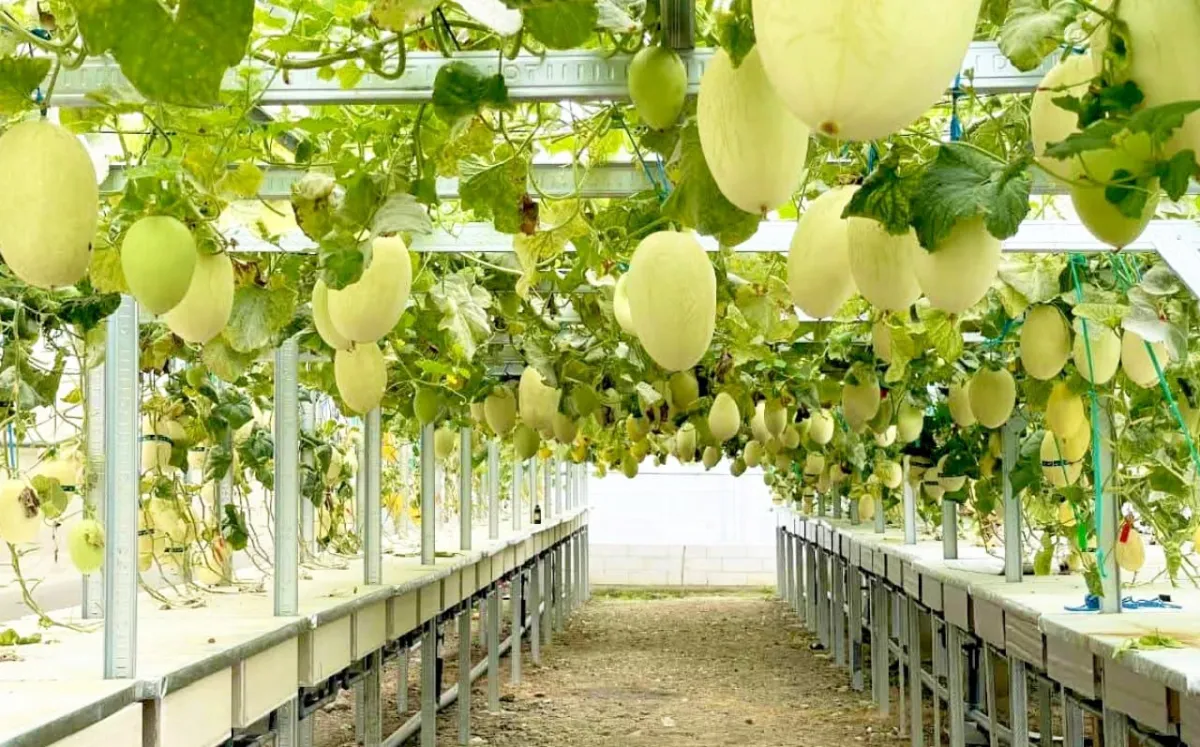 Surgantara Farm: Destinasi Wisata Melon Premium di Bojonegoro