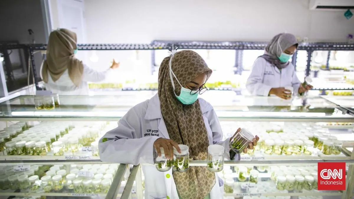 Kultur Jaringan: Inovasi Hijau dari Laboratorium DKI Jakarta