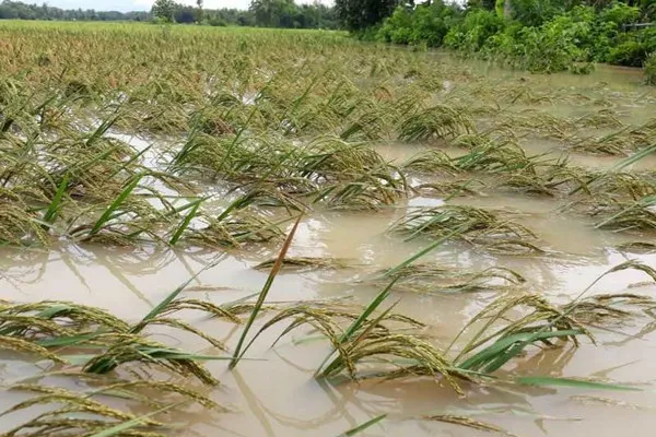 Mitigasi Bencana Harus Jadi Prioritas Utama dalam Kebijakan Lingkungan