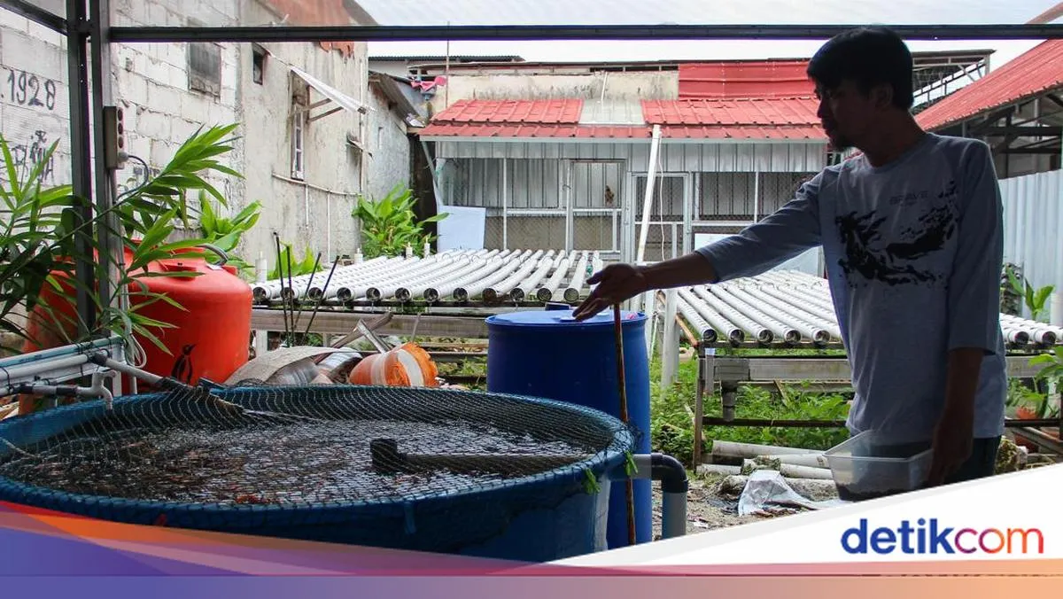 Urban Farming dan Budidaya Ikan Nila di Klender