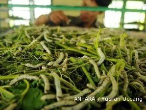 Cianjur Kembangkan Sentra Ulat Sutera untuk Capai Target Kota Sutera