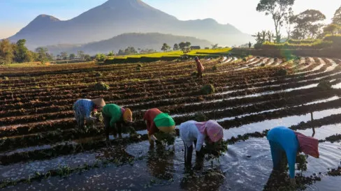 KUR BRI Dorong Produktivitas Pertanian dengan Pembiayaan Rp80 Triliun