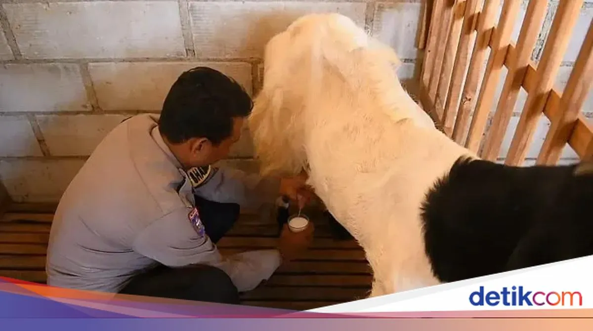 Brigadir Revangga Kembangkan Peternakan Kambing Etawa untuk Pemberdayaan Warga