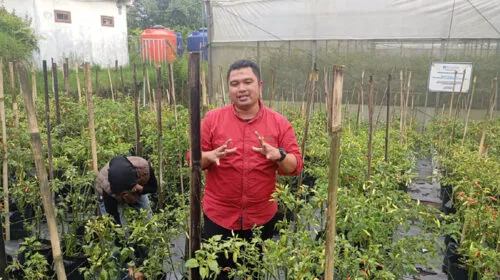 Kebun Edukasi Eptilu: Percontohan Pertanian Modern yang Tingkatkan Produksi Cabai