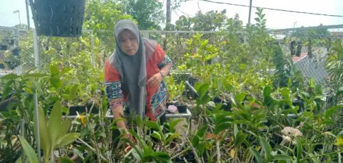 Hobi Menanam Anggrek Berbuah Cuan bagi Pasangan Petani Jombang