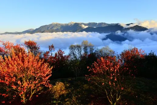 Rayakan Imlek di Alam: Aktivitas Seru di Kawasan Rekreasi Hutan Taiwan