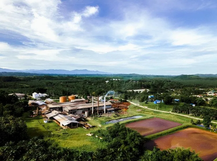 Perkebunan Kelapa Sawit Dorong Pembangunan Ekonomi Riau