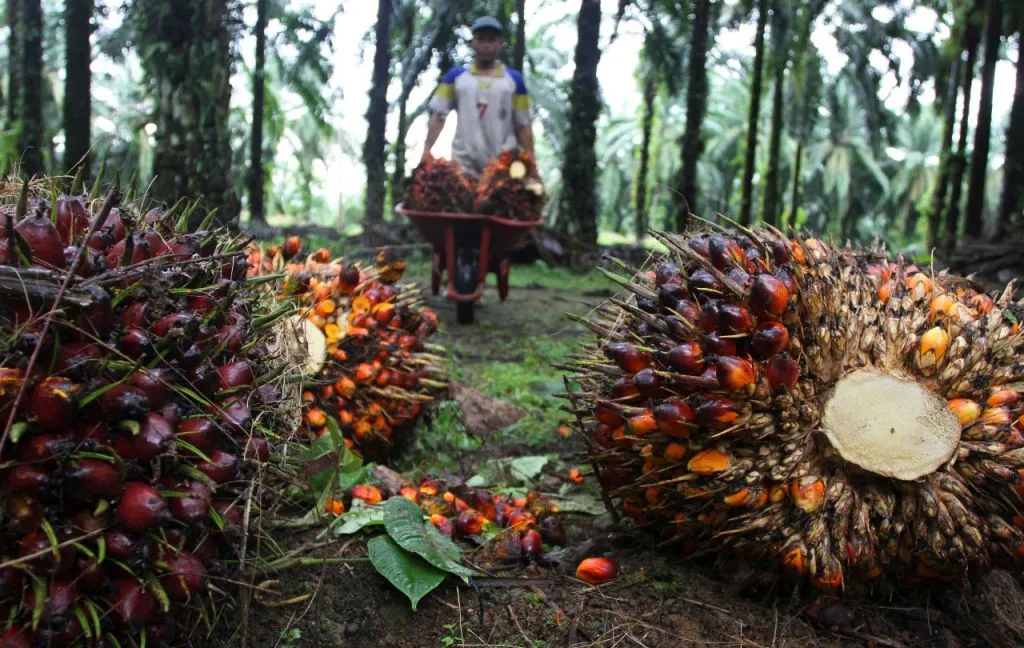 Tantangan Peningkatan Produktivitas Sawit Menuju Indonesia Emas 2045