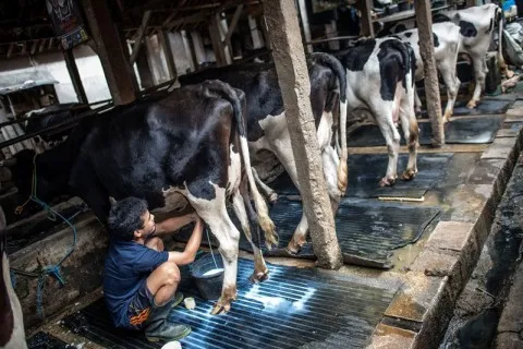 Pengembangan Usaha Sapi Perah sebagai Solusi Mengatasi Dampak COVID-19