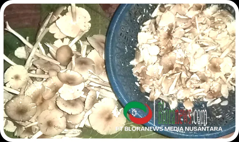 Jamur Lunjuk: Santapan Favorit Warga Jatiklampok di Musim Hujan