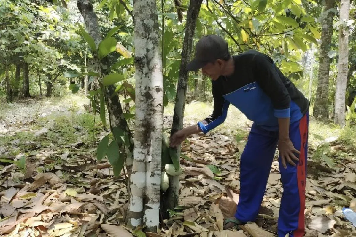 Hilirisasi Komoditas Tropis: Kunci Menuju Indonesia Maju 2045