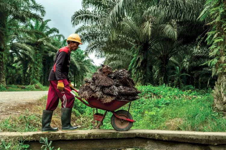 Peluang Pasar Bioemulsifier Sawit di Tengah Pertumbuhan Global