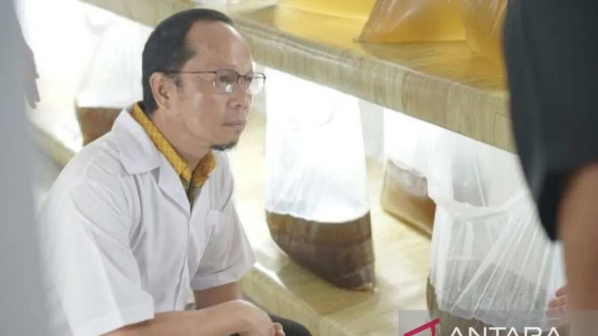 Bangka Tengah Targetkan Produksi 593 Juta Benur Udang Vaname