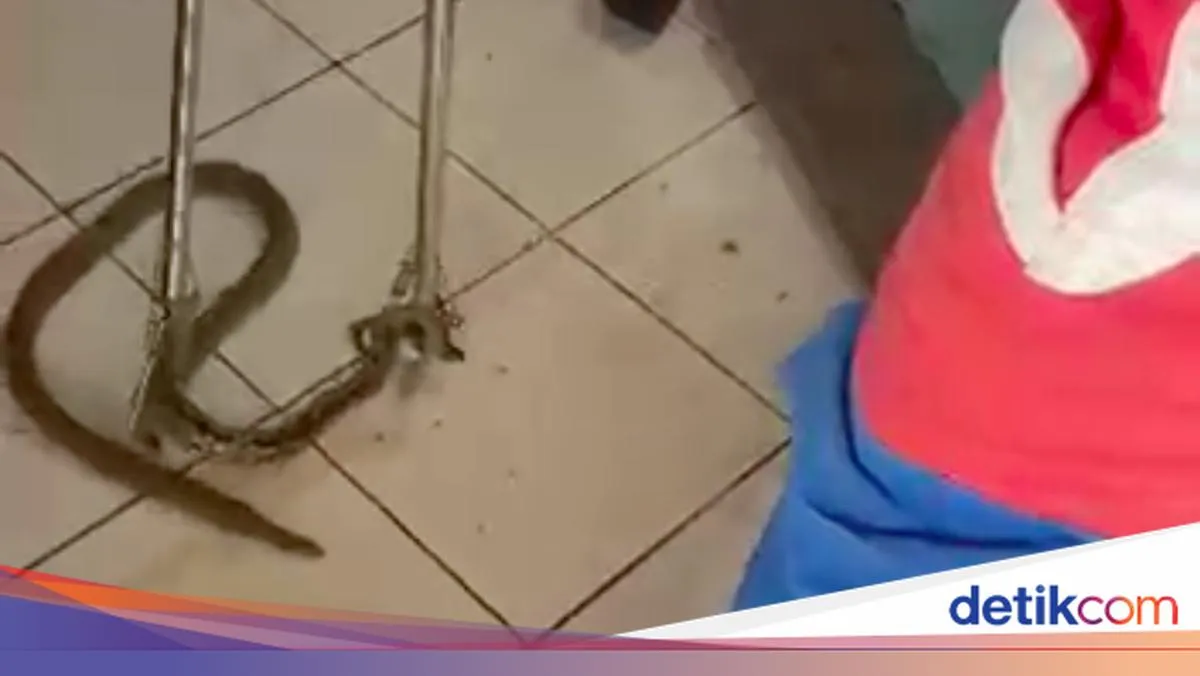 Ular Sanca Masuk Ruang Tamu Warga di Duren Sawit, Kaget Saat Nonton TV