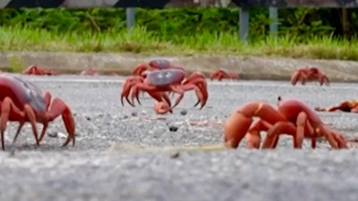 Migrasi Jutaan Kepiting Merah di Pulau Christmas Menuju Laut