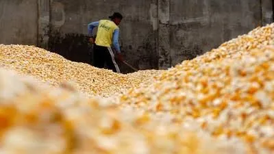 Bulog Berau Fokus Serap Jagung dari Petani Talisayan
