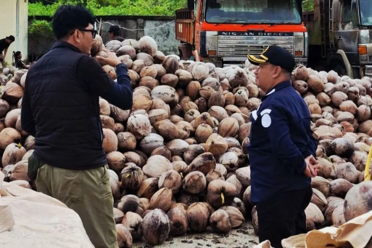 Kelapa Bulat Natuna Jadi Komoditas Unggulan Menjelang Ramadan