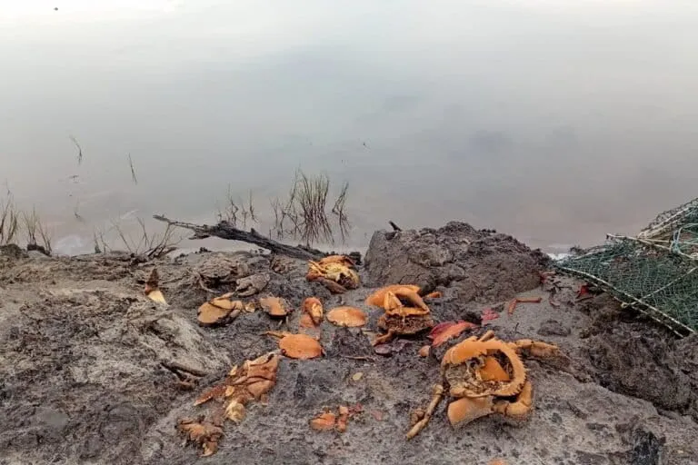 Dampak Industri Nikel Terhadap Kehidupan Nelayan Kepiting di Konawe