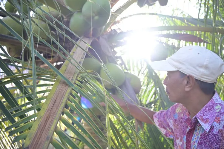 BPDP Dorong Produktivitas Kelapa Bido di Morotai Melalui Program Peremajaan