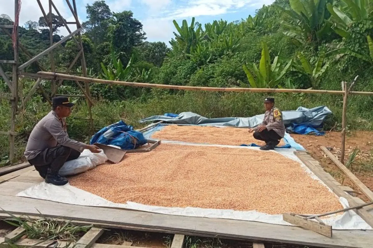 Polsek Mentarang Dukung Program Ketahanan Pangan dengan Pengecekan Tanaman Jagung