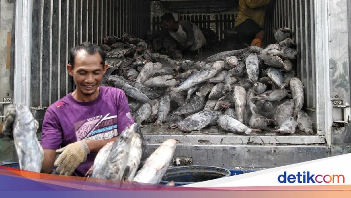 Putaran Transaksi di Sentra Pengasapan Ikan Mencapai Ratusan Juta Rupiah per Hari