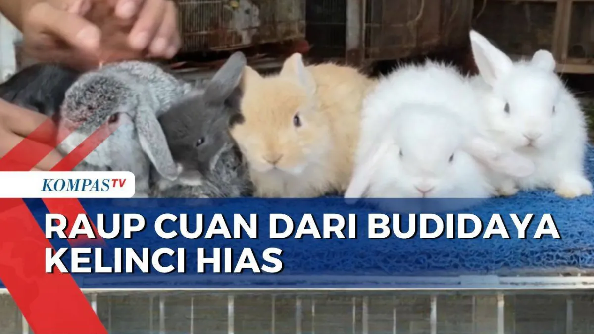 Hobi Kelinci Hias Warga Malang Berbuah Jutaan Rupiah