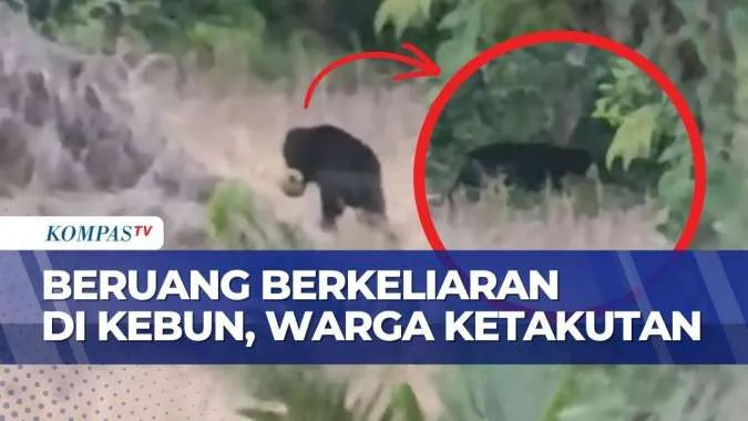 Warga Nagari Sialang Gaung Resah Akibat Beruang Berkeliaran di Perkebunan