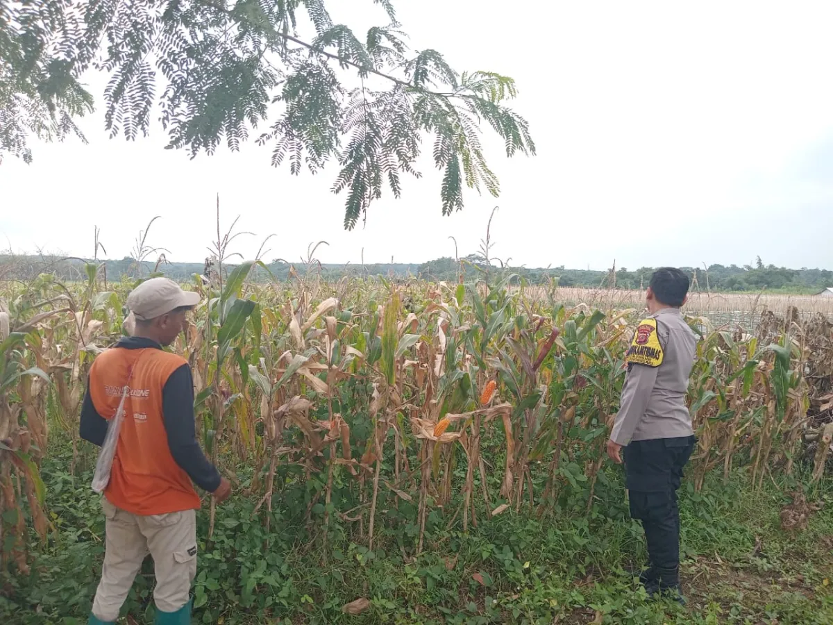 Polsek Bungursari Dukung Ketahanan Pangan dengan Monitoring Kebun Jagung
