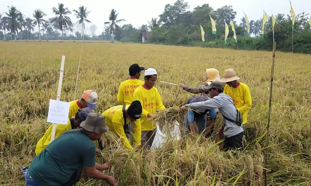 Tantangan Alih Fungsi Lahan Hambat Swasembada Pangan Kalsel