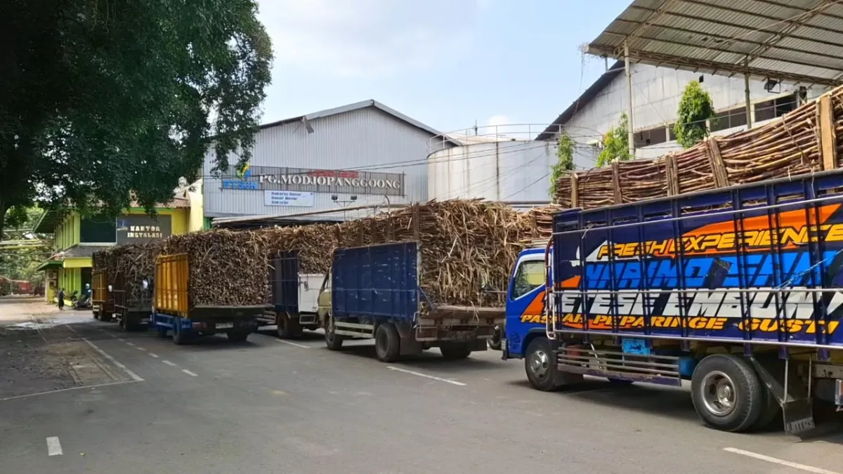 Produksi Gula PG Modjopanggoong 2025 Terhambat Akibat Cuaca Buruk
