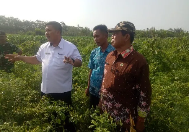 Produksi Cabai Diprediksi Meningkat, Harga Diperkirakan Stabil