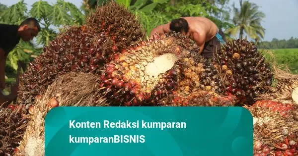 Kenaikan Harga Komoditas Berlanjut, CPO Justru Turun