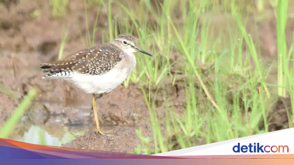 Pengamatan Migrasi Tujuh Jenis Burung dari Rusia dan Cina di Tulungagung
