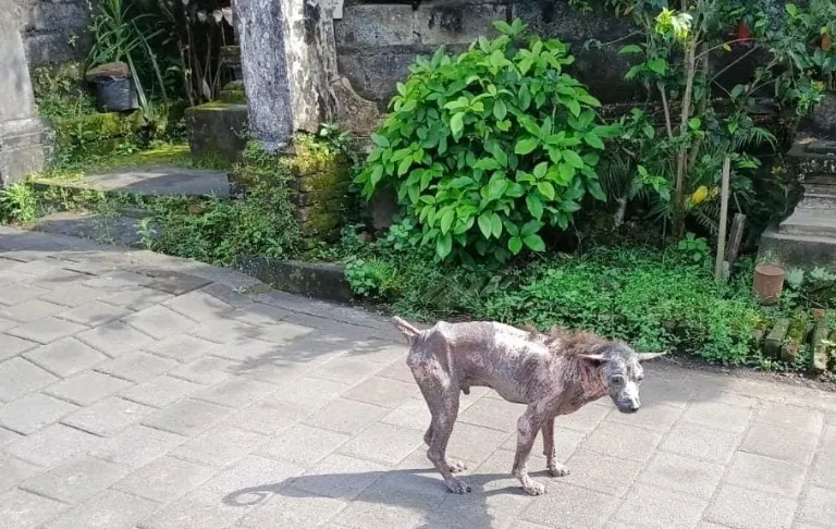 Anjing Liar dan Perilaku Sosial, Pemicu Penyebaran Rabies di Bali