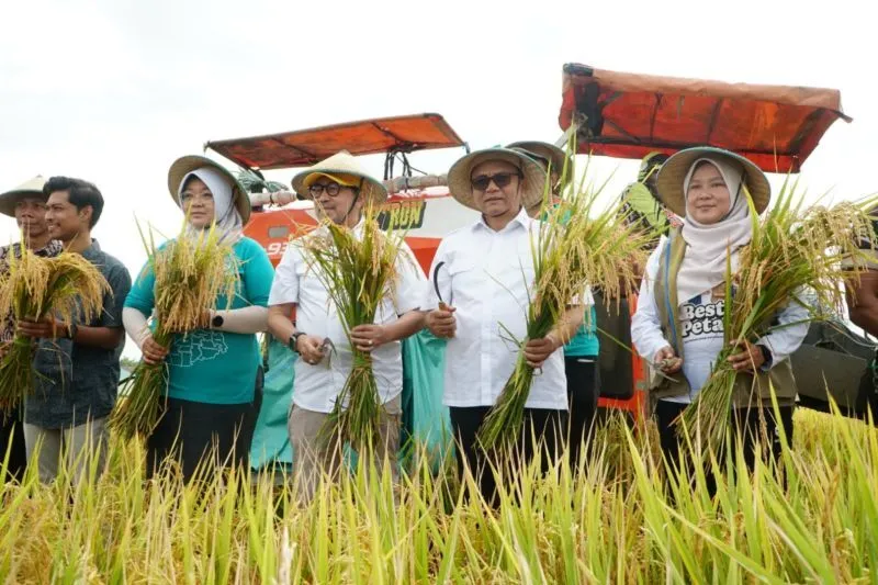 Keberhasilan Pemkab Pati Capai Panen Padi 10 Ton per Hektare