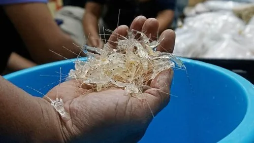 Kompromi dalam Kebijakan Ekspor Lobster di Indonesia