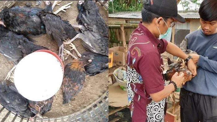 Penemuan Virus Flu Burung di Palembang: Waspada dan Edukasi Penting