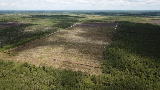 Rencana Ekspansi Kebun Sawit Berisiko Deforestasi dan Konflik Sosial