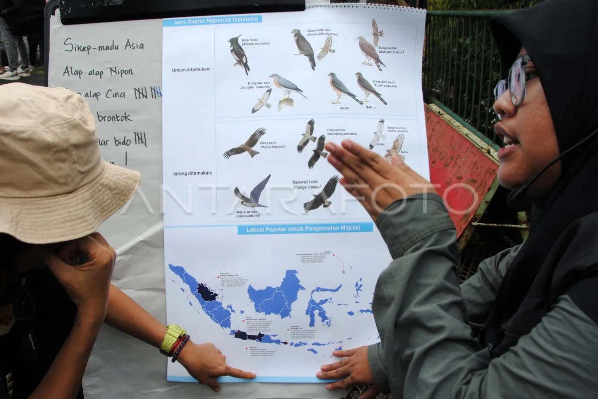 Edukasi Migrasi Burung Pemangsa di Puncak Bogor