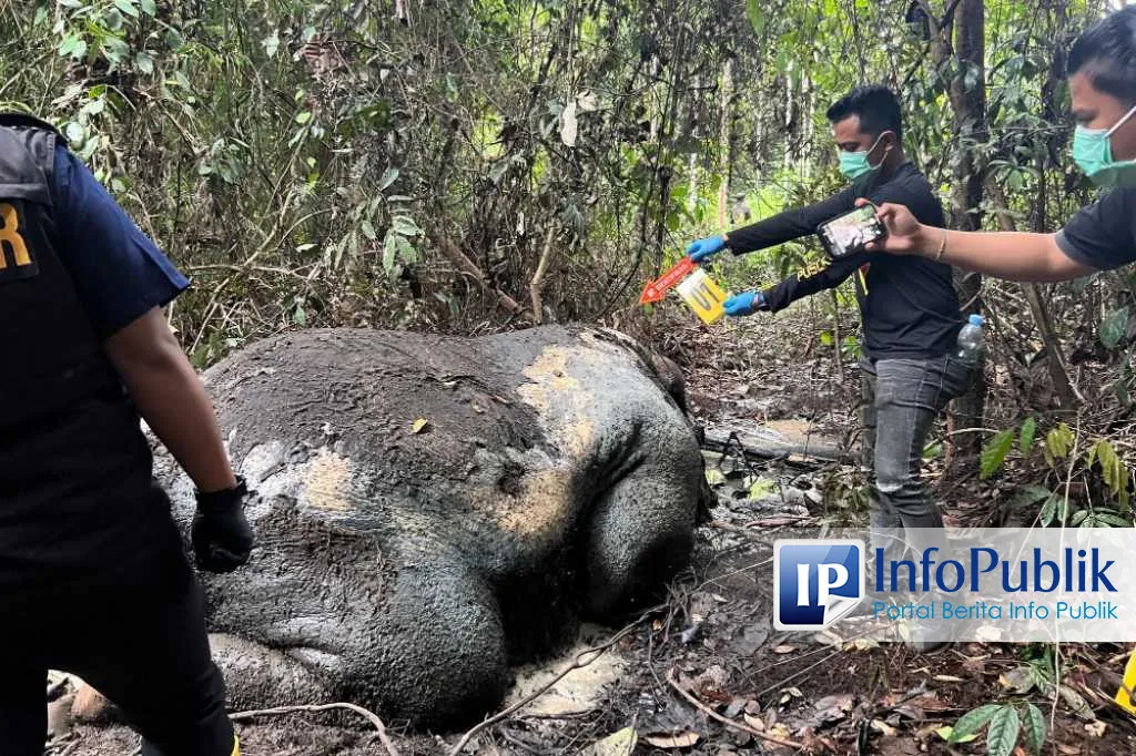 Polisi Selidiki Kasus Kematian Gajah Sumatra di Hutan RAPP