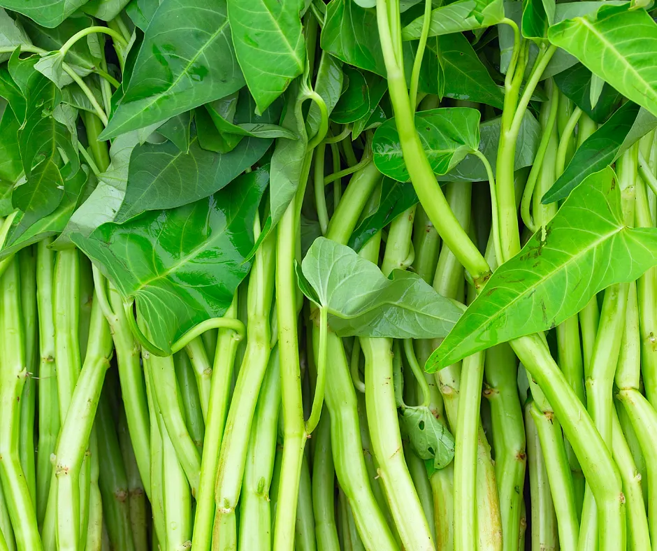 Sate Kangkung Viral: Manfaat, Resep, dan Risiko Kesehatan yang Perlu Diketahui