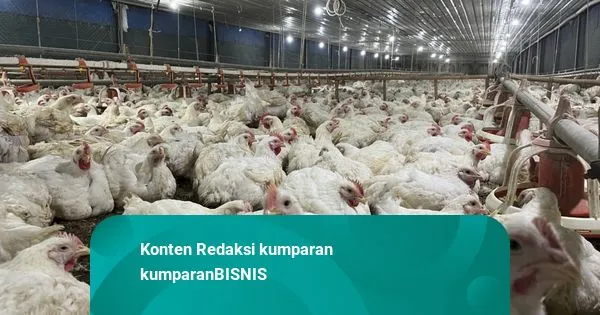 Hilirisasi Peternakan Ayam: Peluang Ekonomi dan Penciptaan Lapangan Kerja