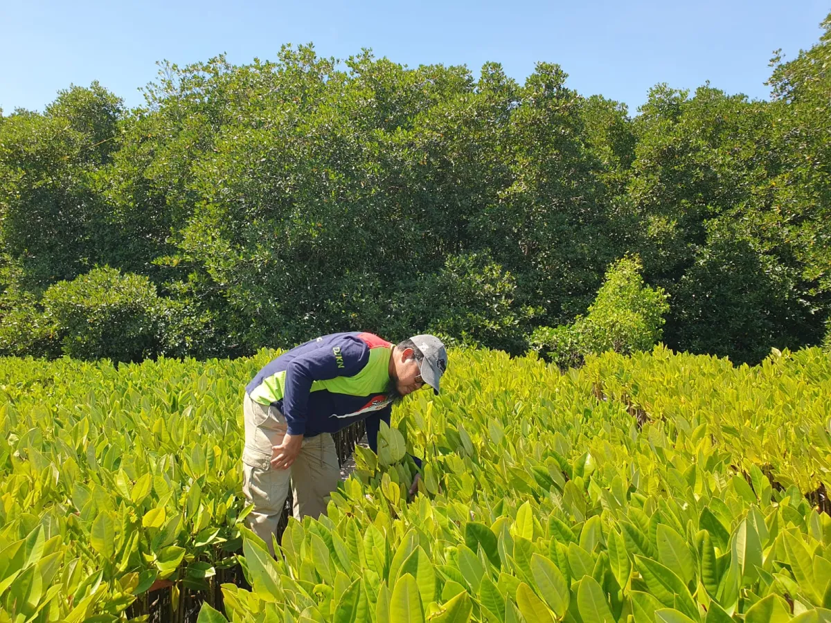 Penilaian Ekosistem Mangrove untuk Konservasi dan Kesejahteraan Lingkungan