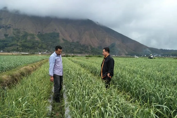 Sembalun Jadi Pusat Benih Bawang Putih Nasional