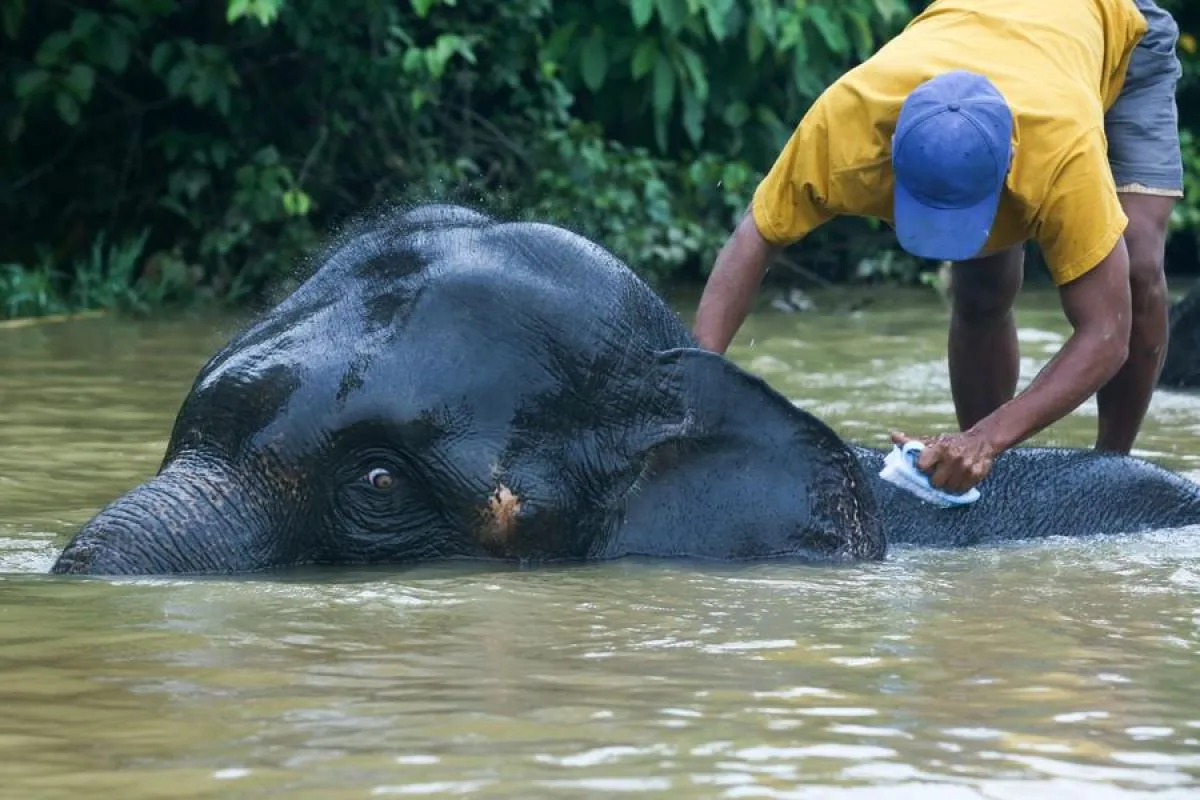 Kamp Gajah Wingabaw: Konservasi dan Pariwisata Berbasis Alam di Myanmar