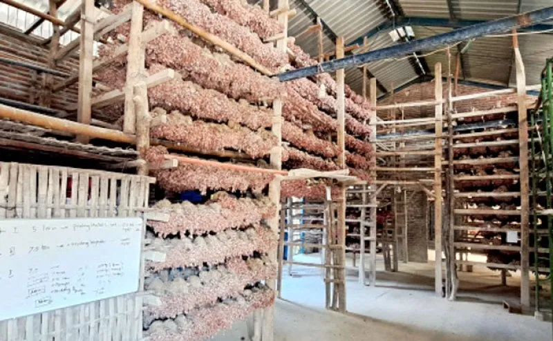Panen Raya Agustus Stabilkan Harga Bawang Merah di Pasar